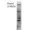 Hypoxia-inducible factor 1-alpha inhibitor antibody, SMC-182D-A633, StressMarq, Western Blot image 