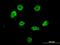 Heterogeneous nuclear ribonucleoprotein M antibody, orb89652, Biorbyt, Immunocytochemistry image 