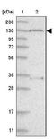 Contactin-associated protein-like 4 antibody, NBP1-86619, Novus Biologicals, Western Blot image 