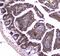 Major Vault Protein antibody, A00642-1, Boster Biological Technology, Immunohistochemistry paraffin image 