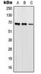 Origin Recognition Complex Subunit 2 antibody, LS-C353757, Lifespan Biosciences, Western Blot image 