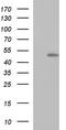 Ring Finger Protein 39 antibody, TA590377, Origene, Western Blot image 