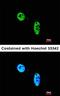 Recombination Activating 2 antibody, orb69733, Biorbyt, Immunocytochemistry image 