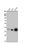 Musashi RNA Binding Protein 1 antibody, A05052-2, Boster Biological Technology, Western Blot image 