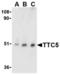 Tetratricopeptide repeat protein 5 antibody, TA306112, Origene, Western Blot image 