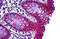 Ras Homolog Family Member H antibody, MBS244323, MyBioSource, Immunohistochemistry frozen image 