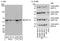 Serine/threonine-protein kinase 3 antibody, A300-468A, Bethyl Labs, Western Blot image 