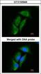 Dipeptidyl Peptidase 3 antibody, GTX105949, GeneTex, Immunocytochemistry image 