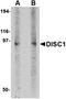 Disrupted in schizophrenia 1 protein antibody, orb74867, Biorbyt, Western Blot image 