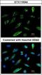 HA tag antibody, GTX115044, GeneTex, Immunofluorescence image 