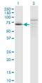 Family With Sequence Similarity 200 Member A antibody, H00221786-M09, Novus Biologicals, Western Blot image 