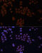 SPIN antibody, 14-424, ProSci, Immunofluorescence image 