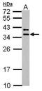 Mitochondrial Ribosomal Protein L19 antibody, PA5-32012, Invitrogen Antibodies, Western Blot image 