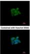 Sulfite oxidase, mitochondrial antibody, NBP1-32423, Novus Biologicals, Immunocytochemistry image 