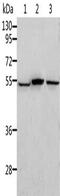 Aldehyde dehydrogenase family 3 member B1 antibody, CSB-PA254568, Cusabio, Western Blot image 