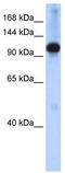 hARP antibody, TA335633, Origene, Western Blot image 