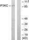 Inositol-Trisphosphate 3-Kinase C antibody, A30549, Boster Biological Technology, Western Blot image 