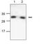 BCL2 Antagonist/Killer 1 antibody, AHP2279, Bio-Rad (formerly AbD Serotec) , Western Blot image 