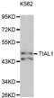TIA1 Cytotoxic Granule Associated RNA Binding Protein Like 1 antibody, abx004678, Abbexa, Western Blot image 