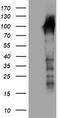 Dynein Axonemal Assembly Factor 1 antibody, CF504574, Origene, Western Blot image 
