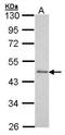 Serum Response Factor antibody, GTX101043, GeneTex, Western Blot image 
