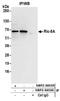 RIC8 Guanine Nucleotide Exchange Factor A antibody, NBP2-36535, Novus Biologicals, Immunoprecipitation image 