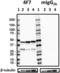 beta-Dystroglycan antibody, 849403, BioLegend, Western Blot image 