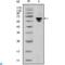 Human IgG (Fc) antibody, LS-C812367, Lifespan Biosciences, Western Blot image 
