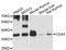 Homeobox protein CDX-4 antibody, LS-C746822, Lifespan Biosciences, Western Blot image 