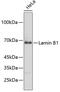 Lamin B1 antibody, 18-653, ProSci, Western Blot image 