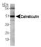 Calregulin antibody, TA336667, Origene, Western Blot image 