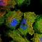 PPIP5K1 antibody, HPA039380, Atlas Antibodies, Immunofluorescence image 