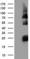 Histidyl-TRNA Synthetase 2, Mitochondrial antibody, TA503794, Origene, Western Blot image 