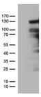 Progesterone Receptor antibody, TA805465S, Origene, Western Blot image 