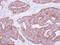 Mitochondrial Ribosomal Protein L28 antibody, NBP2-19403, Novus Biologicals, Immunohistochemistry frozen image 