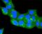 Caveolin-2 antibody, NBP2-67423, Novus Biologicals, Immunofluorescence image 