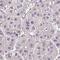 Proline-rich membrane anchor 1 antibody, HPA060047, Atlas Antibodies, Immunohistochemistry paraffin image 