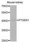 Prostaglandin E Receptor 1 antibody, STJ28143, St John