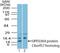 Succinate Dehydrogenase Complex Assembly Factor 4 antibody, NBP2-27170, Novus Biologicals, Western Blot image 