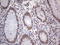 NIPP1 antibody, LS-C339337, Lifespan Biosciences, Immunohistochemistry frozen image 