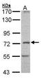 Dynein intermediate chain 2, axonemal antibody, TA307910, Origene, Western Blot image 