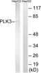 Polo Like Kinase 3 antibody, LS-C120365, Lifespan Biosciences, Western Blot image 