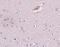 Zinc Finger Protein 536 antibody, 5501, ProSci, Immunohistochemistry paraffin image 