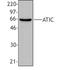 Bifunctional purine biosynthesis protein PURH antibody, TA327986, Origene, Western Blot image 