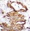 Glucagon antibody, FNab10785, FineTest, Immunohistochemistry paraffin image 