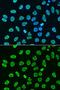 Histone Cluster 4 H4 antibody, LS-C349057, Lifespan Biosciences, Immunofluorescence image 