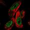 Zinc Finger Protein 480 antibody, HPA042218, Atlas Antibodies, Immunocytochemistry image 