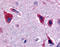 Ceramide Kinase antibody, TA341119, Origene, Immunohistochemistry frozen image 