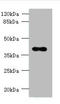 N-glycosylase/DNA lyase antibody, A60122-100, Epigentek, Western Blot image 