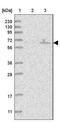 Obscurin Like 1 antibody, NBP1-93625, Novus Biologicals, Western Blot image 